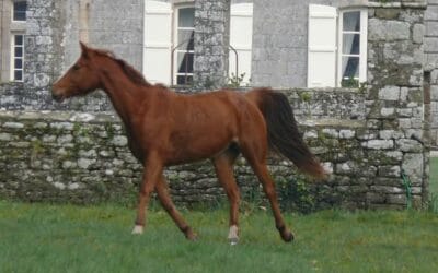 Ma jument a dit « stop »