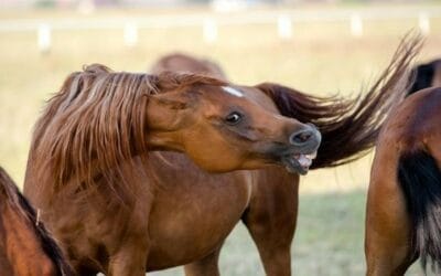 Les chevaux ne sont pas toujours des Bisounours