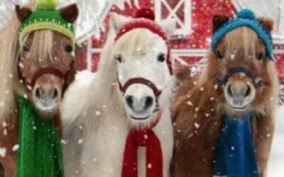 Et si vous abordiez les fêtes de Noël comme vous abordez un moment avec votre cheval ?