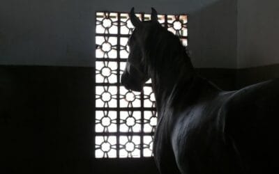 Les chevaux détiennent-ils la clé que nous avons perdue?