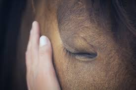 ame cheval