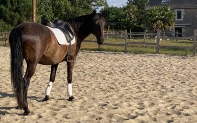 Savoir ne rien faire : un apprentissage essentiel pour vous et votre cheval.