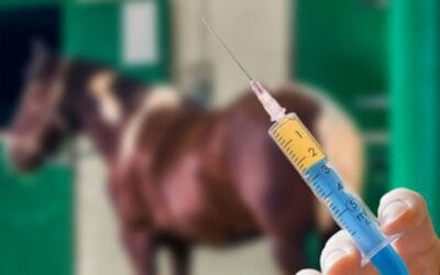 Le Miroir des Champions : Chevaux et Humains Sous Pression