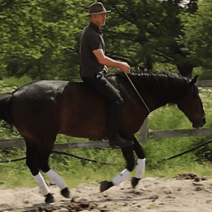 Programme 4 mois "Au-delà des rênes"