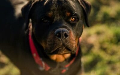 L’agressivité chez les mammifères